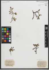 Foto von Salix myrsinites L.